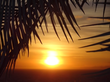 Sonnenuntergang und Palmen